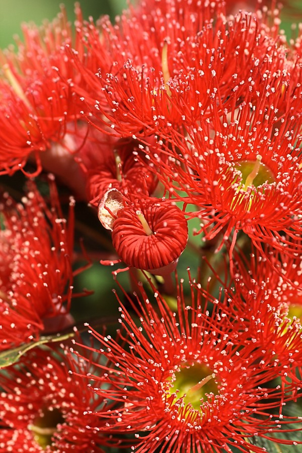 Red Eucalyptus flowers by Joy Watson